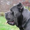 Φωτογραφία μέλους: canecorso