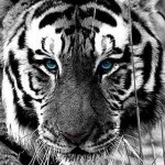 iPhone Wallpaper Tiger